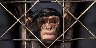 US to Retire Chimps from Research