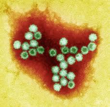 First-ever small animal model of norovirus provides tool for future drug studies