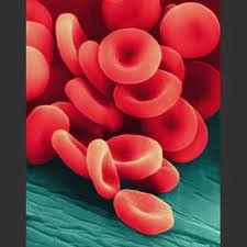 Researcher finds way to convert blood cells into autoimmune disease treatment