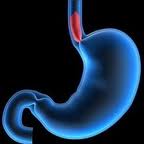 Rare immune cells promote food-induced allergic inflammation in the esophagus