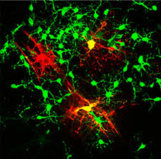 Bioengineered Myelin To Regenerate Neural Tissue