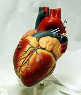 Compared to Open Bypass, Stenting Keeps Circulation Flowing Longer In Some Patients