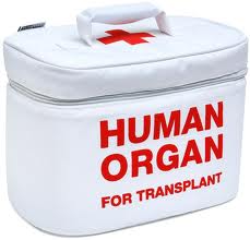 3D Tissue Engineering Brings Researchers Closer to Viable Organ Implants