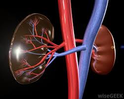 Simple ultrasound treatment may help protect the kidneys