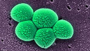 Origin of MRSA Strain in Humans Discovered in Cattle