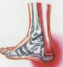 Moderate Exercise Could be Good for Keeping Your tendons Healthy