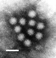Ancient Viruses that Function in Early Human Development may Play Role in Cancer