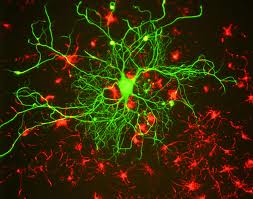 Neural Stem Cells May Regenerate After Anti-Cancer Treatment