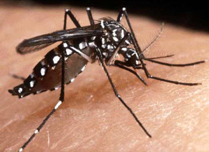 DENGUE