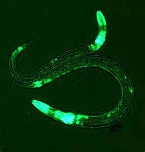 Researchers Find Parasitic Worms Limit the Effects of Giardia, and vice versa