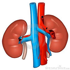 High-Risk Organs From Deceased Donors Safe When Screened with Current Methods
