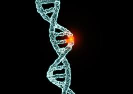 uation of all 24 Genes Implicated in Breast Cancer Explains BRCA Genes