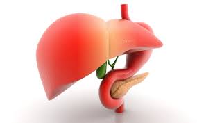 Delhi scientists trying to grow liver in lab