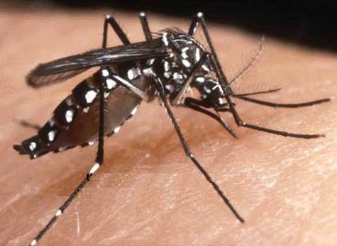 Vaccine against chikungunya developed