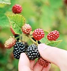 Berries in cancer therapy experiment