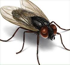 Housefly genome has clue to human sickness!