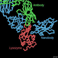 Future for nano bodies as alternative research tools to antibodies looks bright