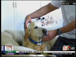 Wearable tech can monitor dog health