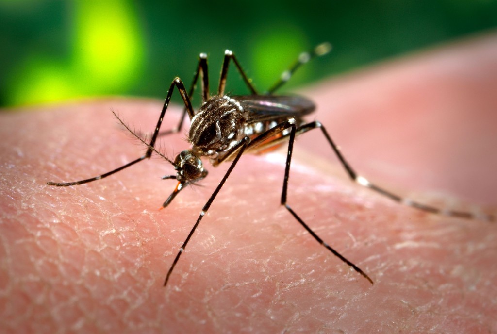 Apollo Munichs Introduces Health Insurance Policy against Dengue