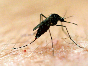 mosquito
