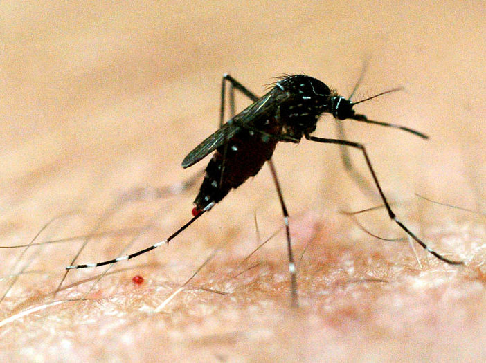 Geared up to tackle rising denuge threat : Health ministry