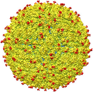 Zika - whole virus surface