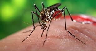 Dengue and chikungunya hits Delhi: Centre seeks report