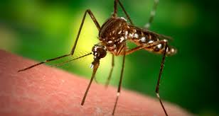 SC seeks response from Delhi government on steps for mosquito-borne diseases