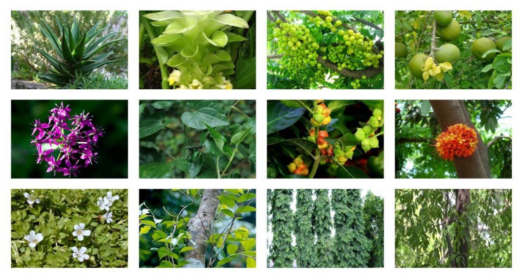 Cultivation of medicinal plants start in Punjab