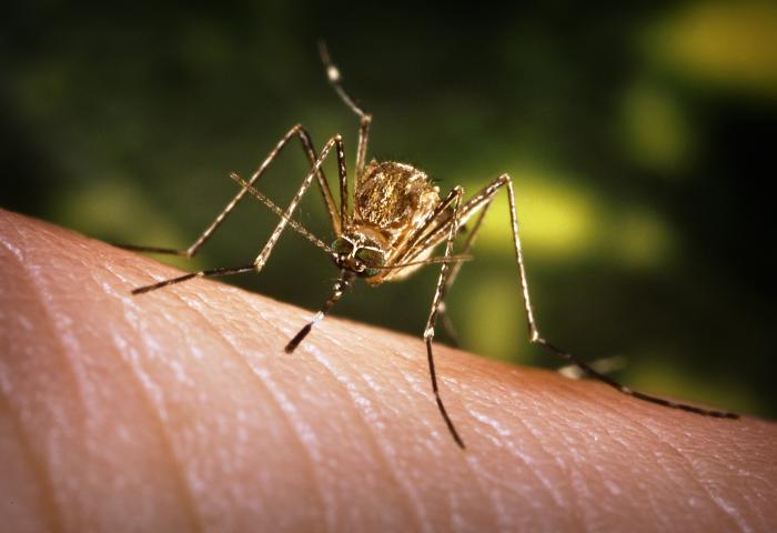 Japanese Encephalitis: Definition, cause and prevention