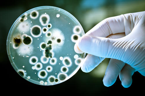 Lupin launches tablet for bacterial infections in US
