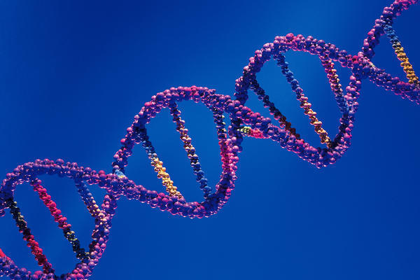 US scientists discover cholesterol-removing gene