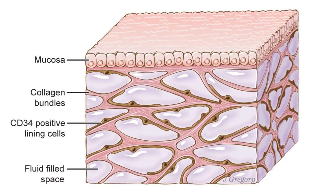 Scientists Discover New Human Organ ‘Interstitium’
