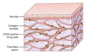 Interstitium