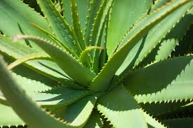 6 plants to ensure happiness at your home