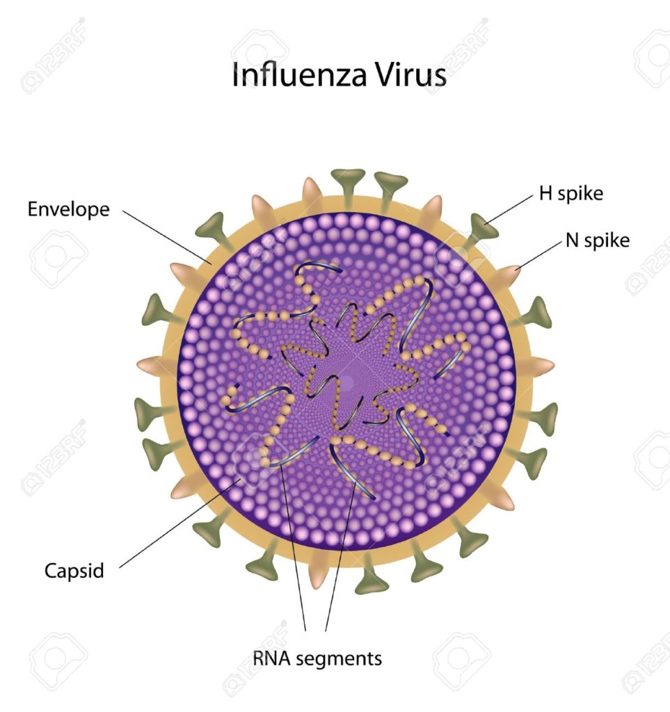 Scientists identify universal influenza vaccine