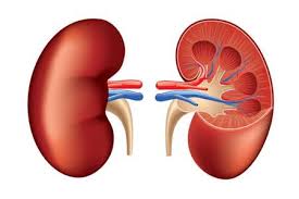 Consuming more caffeine may reduce chronic kidney disease
