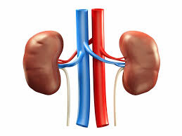 World Kidney Day: ‘Healthy lifestyle key to prevent kidney disease’