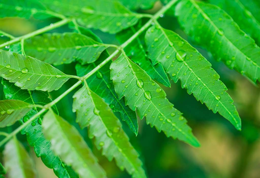 Neem bolsters your immune system;  know other health benefits