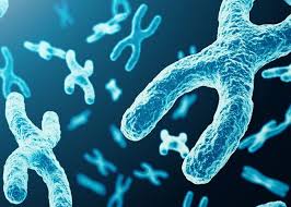 Scientists discover 34 genes linked with increased risk of ovarian cancer