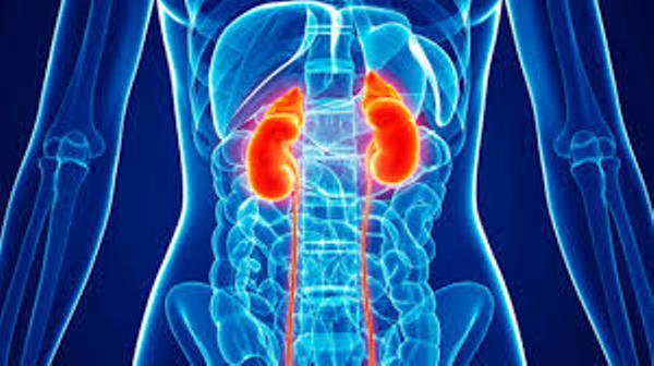 5 tips to keep your kidneys in good health