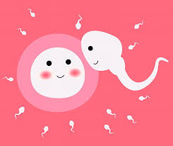 Menstrual Cycle: What’s normal & what’s not
