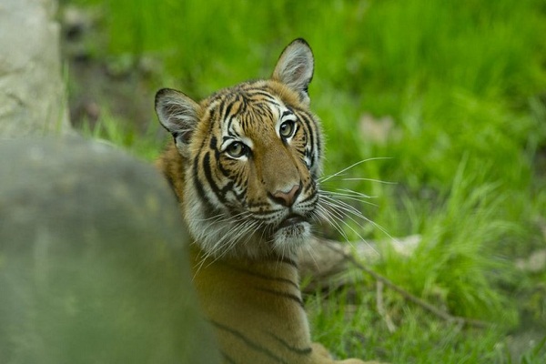 In a first, a tiger tests positive for Covid-19 in Bronx Zoo in New York City