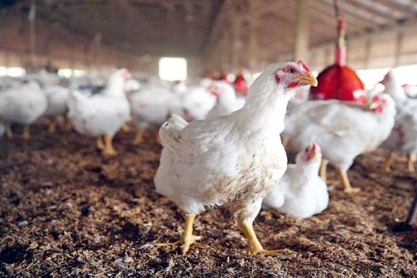 900 hens die in Maharashtra confirming Bird flu