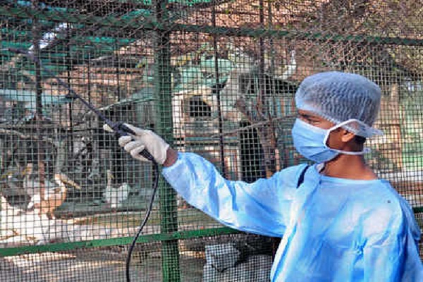 Centre deploys teams to Avian Influenza affected districts in Kerala, Haryana
