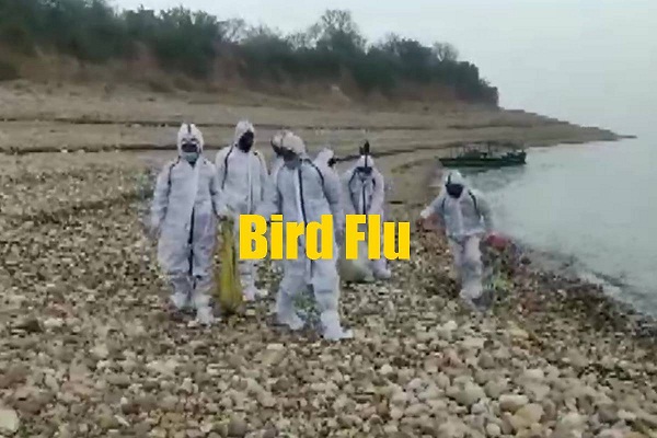 Now Bird Flu wreaks havoc in Himachal, other states