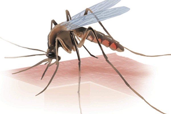 Kerala: 3 Fresh Cases of Zika Virus